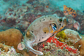 Blackspotted puffer or dog-faced puffer (Arothron nigropunctatus). Here it is getting its gills meticulously inspected by a cleaner wrasse (Labroides dimidiatus),Malaysia