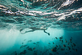 Tourist schnorchelt in der Nähe eines Fischschwarms bei der Insel Floreana im Pazifischen Ozean, Galapagos-Inseln-Nationalpark, Insel Floreana, Galapagos-Inseln, Ecuador