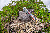 Brown Pelican (Pelecanus occidentalis) sitting on it's nest on Santa Cruz Island,Galapagos Archipelago,Ecuador,Santa Cruz Island,Galapagos Islands,Ecuador