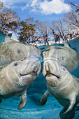 Endangered Florida Manatees (Trichechus manatus latirostris) gather at Three Sisters Spring in Crystal River,Florida,USA. The Florida Manatee is a subspecies of the West Indian Manatee,Crystal River,Florida,United States of America