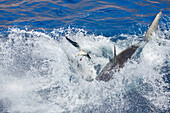 Diese Westmöwe (Larus occidentalis) wurde beinahe zur Beilage, als dieser Weiße Hai (Carcharodon carcharias) einen schwimmenden Köder während einer Fütterung vor Guadalupe Island, Mexiko, Guadalupe Island, Mexiko, aufnahm