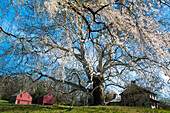 Giant sycamore tree at the Brandywine Battlefield Historic Site,Pennsylvania,USA,Pennsylvania,United States of America