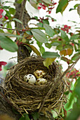 Eier im Nest