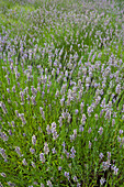 Lavendelfeld, Salt Spring Island, British Columbia, Kanada