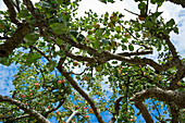 Apfelbaum,Salt Spring Island,Britisch-Kolumbien,Kanada