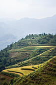Reisfelder,Lao Cai Provinz,Vietnam