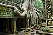 Ta Prohm Temple,Angkor,Cambodia