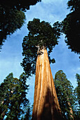 Riesenmammutbäume, Grant Grove Kings Canyon National Park Kalifornien, USA