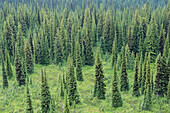 Überblick über den subalpinen Wald Mount Revelstoke National Park British Columbia,Kanada