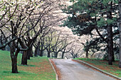 High Park in Spring Toronto,Ontario,Canada