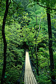 Brücke durch den Wald Fall Creek Falls State Park Tennessee,USA
