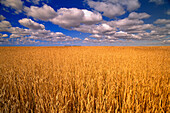 Weizenfeld in der Nähe von Rosetown, Saskatchewan, Kanada
