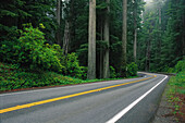 Road through Forest Del Norte Coast Redwoods State Park,California,USA