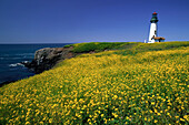 Yaquina Head Lighthouse and Field Oregon Coast,Oregon,USA