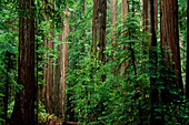 Bäume und Laub im Humboldt Redwoods State Park Kalifornien,USA