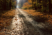 Straße im Herbst, St. Joseph Island, Ontario, Kanada