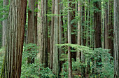 Humboldt Redwood State Park,Kalifornien,USA