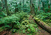 Coastal Rainforest,Garibaldi Park,British Columbia,Canada