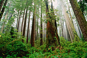 Prairie Creek Redwoods State Park,California,USA