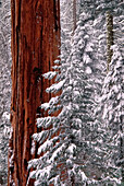 Giant Sequoia in Winter,Sequoia National Park,California,USA