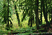 Regenwald im Fraser River Valley, British Columbia, Kanada