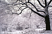 Hoher Park im Winter,Toronto,Ontario,Kanada