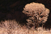 Cottonwood Tree In Winter,Zion National Park,Utah,USA