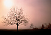 Autumn Mist Near St. Catharines,Ontario Canada