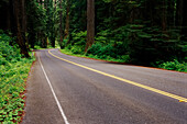 Highway und Bäume im Prairie Creek Redwoods State Park, Kalifornien, USA