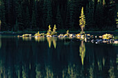 Bäume und Reflektionen am Lake O'Hara, Yoho National Park, British Columbia, Kanada