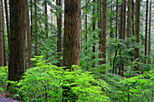 Wald im Lynn Canyon Park,North Vancouver,British Columbia