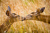 Young Deer sharing a tender moment,Salt Spring Island,British Columbia,Canada