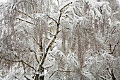 Nahaufnahme von schneebedeckten Baumzweigen, Vancouver, British Columbia, Kanada