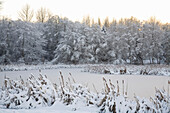 Verschneite Landschaft und zugefrorener Teich im Jericho Beach Park,Vancouver,Kanada,Vancouver,British Columbia,Kanada