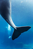 Beluga-Wale (Delphinapterus leucas) in einem Aquarium, Vancouver, British Columbia, Kanada