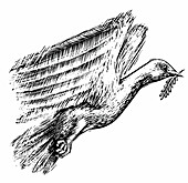 Illustration einer Taube