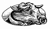 Illustration of a Bull's Head