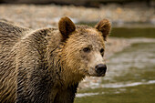 Männlicher Grizzlybär in Knight Inlet, British Columbia, Kanada