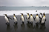 King Penguins on Beach,South Georgia Island,Antarctica