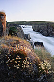 Stacheliger Steinbrech,Hood River,NWT,Kanada