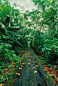 Pfad durch den Wald Amazonasbecken, Napo, Ecuador