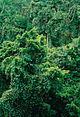 Tropischer Regenwald Amazonasbecken Napo Provinz,Ecuador