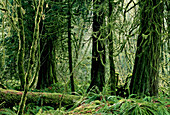 Regenwald, Goldstream Provincial Park, Vancouver Island, British Columbia, Kanada