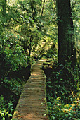 Path Through Forest,Pacific Rim National Park,Vancouver Island British Columbia,Canada