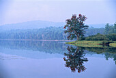 Baum am Wasser mit Nebel Dumoine River Quebec,Kanada