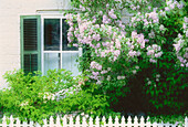 Window and Lilacs Kingston,Ontario,Canada