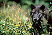 Grauer Wolf im hohen Gras Ontario, Kanada