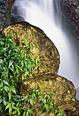 Nahaufnahme eines Wasserfalls, Felsen und Pflanzen, Misol-Ha, Chiapas, Mexiko