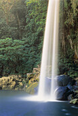 Wasserfall und Laub,Misol-Ha,Chiapas,Mexiko