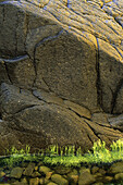 Steine, Seegras und Felswand auf Brier Island, Bay of Fundy, Nova Scotia, Kanada